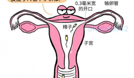 子宫 漫画,子宫视角下的奇幻冒险之旅